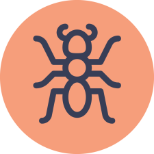 Esthetic Ants review