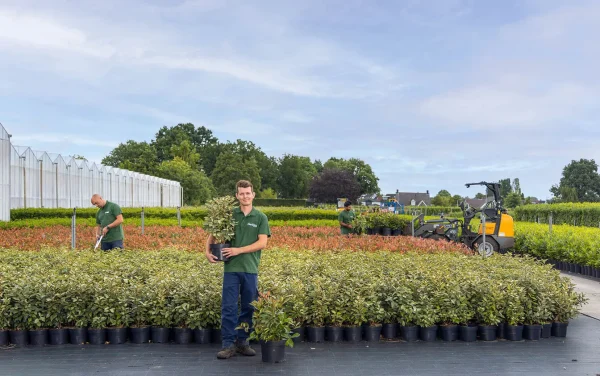 Waarom kiezen voor Hedgy Haagplanten